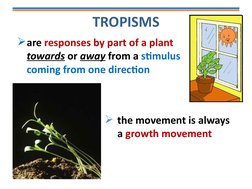 TROPISMS
the movement is always 
a growth movement
are responses by part of a plant 
towards or away from a stimulus 
comin
