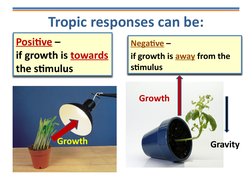 Tropic responses can be:
Negative – 
if growth is away from the 
stimulus
Positive – 
if growth is towards 
the stimulus
Grav