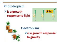 Phototropism
is a growth 
response to light
Light
Geotropism
is a growth response 
to gravity
