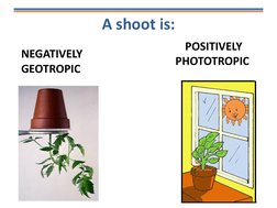 A shoot is:
POSITIVELY 
PHOTOTROPIC 
NEGATIVELY 
GEOTROPIC
