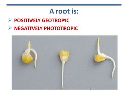 A root is:
POSITIVELY GEOTROPIC
NEGATIVELY PHOTOTROPIC
