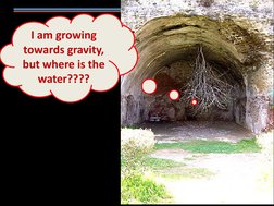 I am growing 
towards gravity, 
but where is the 
water????
