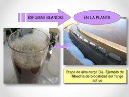 EN LA PLANTA
ESPUMAS BLANCAS
Etapa de alta carga (A). Ejemplo de 
filosofía de biocalidad del fango 
activo
