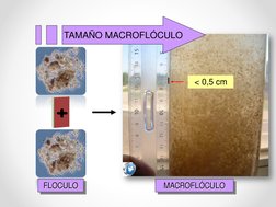 +
< 0,5 cm
TAMAÑO MACROFLÓCULO
FLOCULO
MACROFLÓCULO

