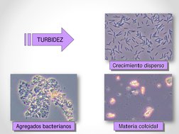TURBIDEZ
Crecimiento disperso
Materia coloidal
Agregados bacterianos 
