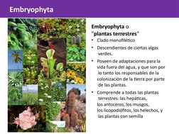 Embryophyta
Embryophyta o  
"plantas terrestres"
• Clado monofilético
• Descendientes de ciertas algas 
 verdes.
• Poseen de
