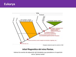 Arbol filogenético del reino Plantae,
nótense los eventos de adquisición del cloroplasto, que precedieron a la aparición  
de