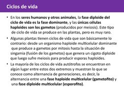 Ciclos de vida
• En los seres humanos y otros animales, la fase diploide del  
ciclo de vida es la fase dominante, y las únic