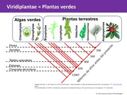 Adapted from Hay, A. and Tsiantis, M. (2010). KNOX genes: versatile regulators of plant development and diversity. Developmen