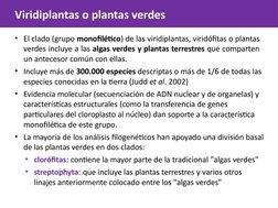 Viridiplantas o plantas verdes
• El clado (grupo monofilético) de las viridiplantas, viridófitas o plantas  
verdes incluye a