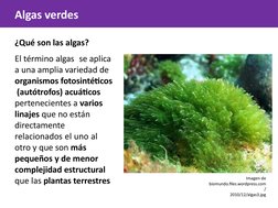 Algas verdes
¿Qué son las algas?
El término algas se aplica  
a una amplia variedad de  
organismos fotosintéticos 
 (autótro