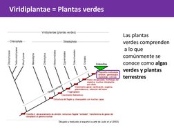 Viridiplantae = Plantas verdes
Las plantas
verdes comprenden 
 a lo que  
comúnmente se  
conoce como algas  
verdes y planta