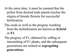 At the same time, it must be ensured that the 
pollen from desired male parent reaches the 
stigma of female flowers for succ