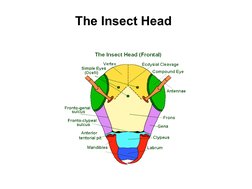 Types Insect Head Insect Head Structure and Types | PDF