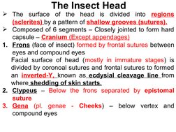Types Insect Head Insect Head Structure and Types | PDF