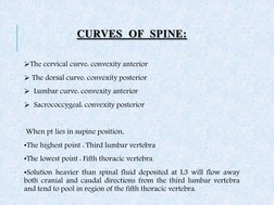CURVES  OF  SPINE: 
The cervical curve: convexity anterior 
 The dorsal curve: convexity posterior 
  Lumbar curve: convex