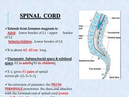 SPINAL  CORD 
 
Extends from foramen magnum to 
   Adult :  lower border of L1 / upper      border 
of L2  
    Infants/chil