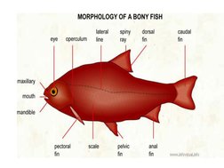Fish Compound Shape Fish Morphology and Body Classification | PDF | Fish | Aquatic Organisms