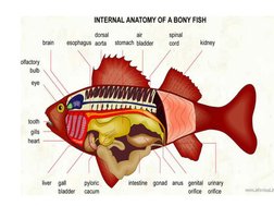 Fish Morphology and Body Classification | PDF | Fish | Aquatic Organisms