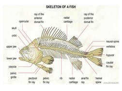 Fishapod Body Fish Morphology and Body Classification | PDF | Fish | Aquatic Organisms