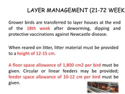 Layer Management for Poultry Production | PDF | Chicken | Egg