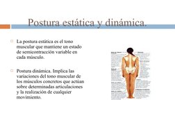 Postura estática y dinámica.
La postura estática es el tono 
muscular que mantiene un estado 
de semicontracción variable en