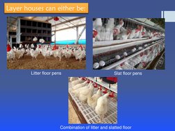 Layer Poultry Management Guide | PDF | Chicken | Poultry Farming