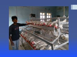 Layer Poultry Management Guide | PDF | Chicken | Poultry Farming