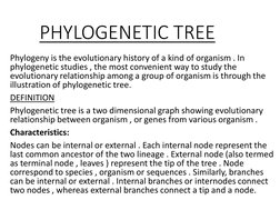 PHYLOGENETIC TREE
Phylogeny is the evolutionary history of a kind of organism . In 
phylogenetic studies , the most convenien