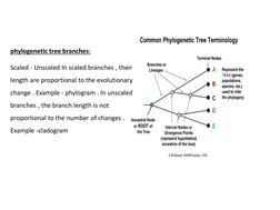 phylogenetic tree branches:
Scaled - Unscaled In scaled branches , their 
length are proportional to the evolutionary 
change