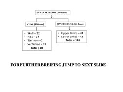 AXIAL (80Bones) 
APPENDICULAR (126 Bones) 
HUMAN SKELETON (206 Bones) 
 
  
 
 
•
Skull = 22 
•
Ribs = 24 
•
Sternum = 1 
•
V