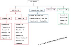 SKULL = 22 
Cranium = 08 
Facial = 14 
• Parietal = 02 
• Temporal = 02 
• Frontal = 01 
• Occipital = 01 
• Ethmoid = 01 
•