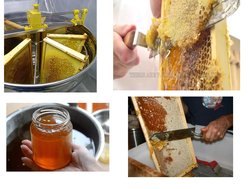 Essential Apiary Management Practices | PDF | Beekeeping | Beehive