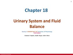 © 2019 McGraw-Hill Education
1
Chapter 18
Urinary System and Fluid 
Balance
Seeley’s ESSENTIALS OF Anatomy & Physiology
Tenth
