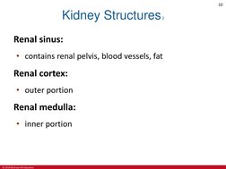 © 2019 McGraw-Hill Education
10
Kidney Structures 2
Renal sinus:
• contains renal pelvis, blood vessels, fat
Renal cortex:
•