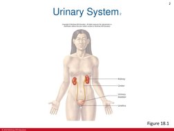 © 2019 McGraw-Hill Education
2
Urinary System 2
Figure 18.1
