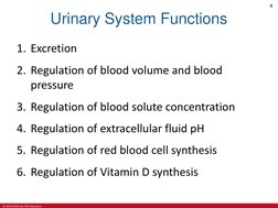 © 2019 McGraw-Hill Education
4
Urinary System Functions
1. Excretion
2. Regulation of blood volume and blood 
pressure 
3. Re