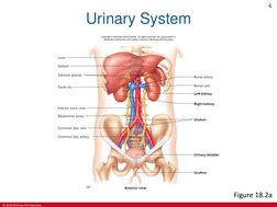 © 2019 McGraw-Hill Education
6
Urinary System
Figure 18.2a

