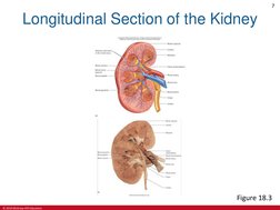 © 2019 McGraw-Hill Education
7
Longitudinal Section of the Kidney
Figure 18.3

