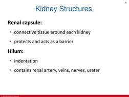 © 2019 McGraw-Hill Education
9
Kidney Structures 1
Renal capsule:
• connective tissue around each kidney
• protects and acts