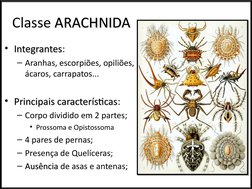 Características dos Aracnídeos | PDF | Aranha | Artrópodes