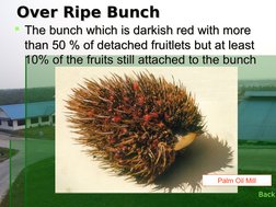 Ffb Ripe Bunch FFB Grading Standards for Palm Oil | PDF | Fruit | Palm Oil