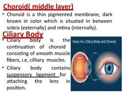 Anatomy and Physiology of the Eye | PDF | Visual System | Human Eye