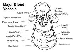 Aorta 
Carotid 
Arteries 
Superior Vena Cava 
Inferior Vena Cava 
Jugular Veins 
Pulmonary Artery 
Pulmonary Veins 
Hepatic V