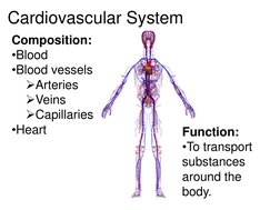 Cardiovascular System 
Composition: 
•Blood 
•Blood vessels 
Arteries 
Veins 
Capillaries 
•Heart 
 
Function: 
•To transp