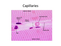 Capillaries 
