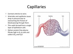 Capillaries 
•
Connect arteries to veins 
•
Arterioles and capillaries cause 
drop in pressure due to 
overcoming the frictio