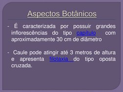 - É caracterizada por possuir grandes 
inflorescências do tipo capítulo  com 
aproximadamente 30 cm de diâmetro  
 
-  Caule
