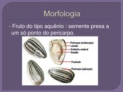  - Fruto do tipo aquênio : semente presa a 
um só ponto do pericarpo. 
