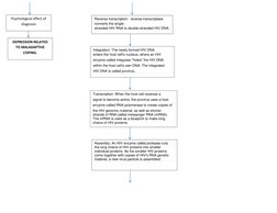 . 
 
 
 
 
Reverse transcription:  reverse transcriptase 
converts the single- 
stranded HIV RNA to double-stranded HIV DNA.